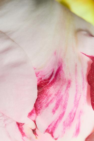 RED ZARA TEMPTATION SUMMER EDP 80ML / 2.71 oz -  by Zara - Image 3