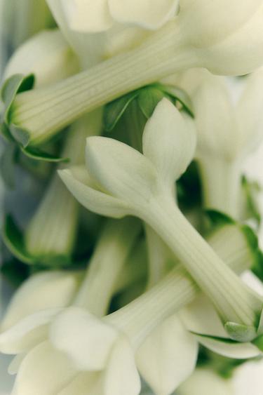 COCONUT JASMINE SUGAR EDP 50ML (1.7 FL. OZ). -  by Zara - Image 2