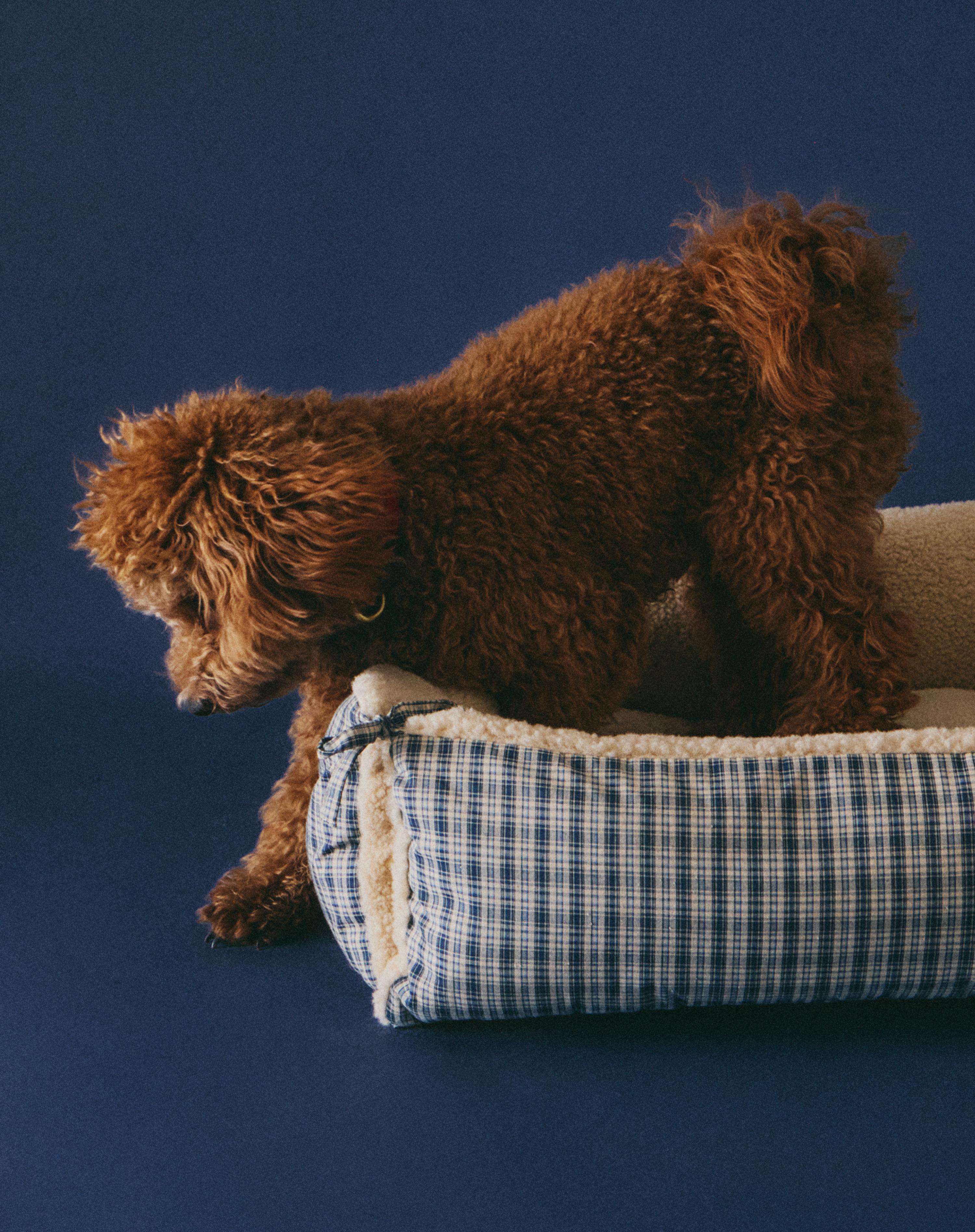 ZARA Japan / 日本 | 最新コレクション