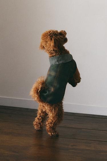 Zara WOOL PET COAT - Green