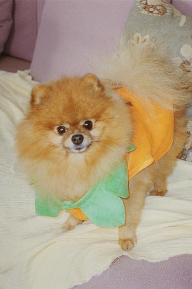 PUMPKIN PET COSTUME - Orange by Zara