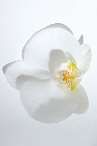 Zara RED ZARA TEMPTATION VANILLE EXTRAIT DE PARFUM 50 ML (1.7 FL. OZ) - TINTED LEATHER