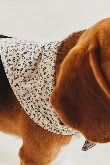 FLORAL COTTON PET BANDANA - Blue by Zara