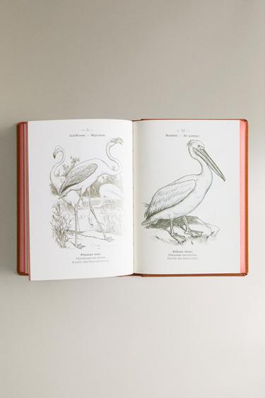 ATLAS DE POCHE DES OISEAUX DE FRANCE SÉR. 2 BOOK - Ochre by Zara - Image 4