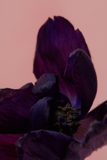 WONDER ROSE EDT 90 ML (3,04 FL. OZ). -  de Zara - Image 1