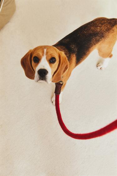 CORREIA DE CORDA E COURO PARA CÃES - Vermelho da Zara