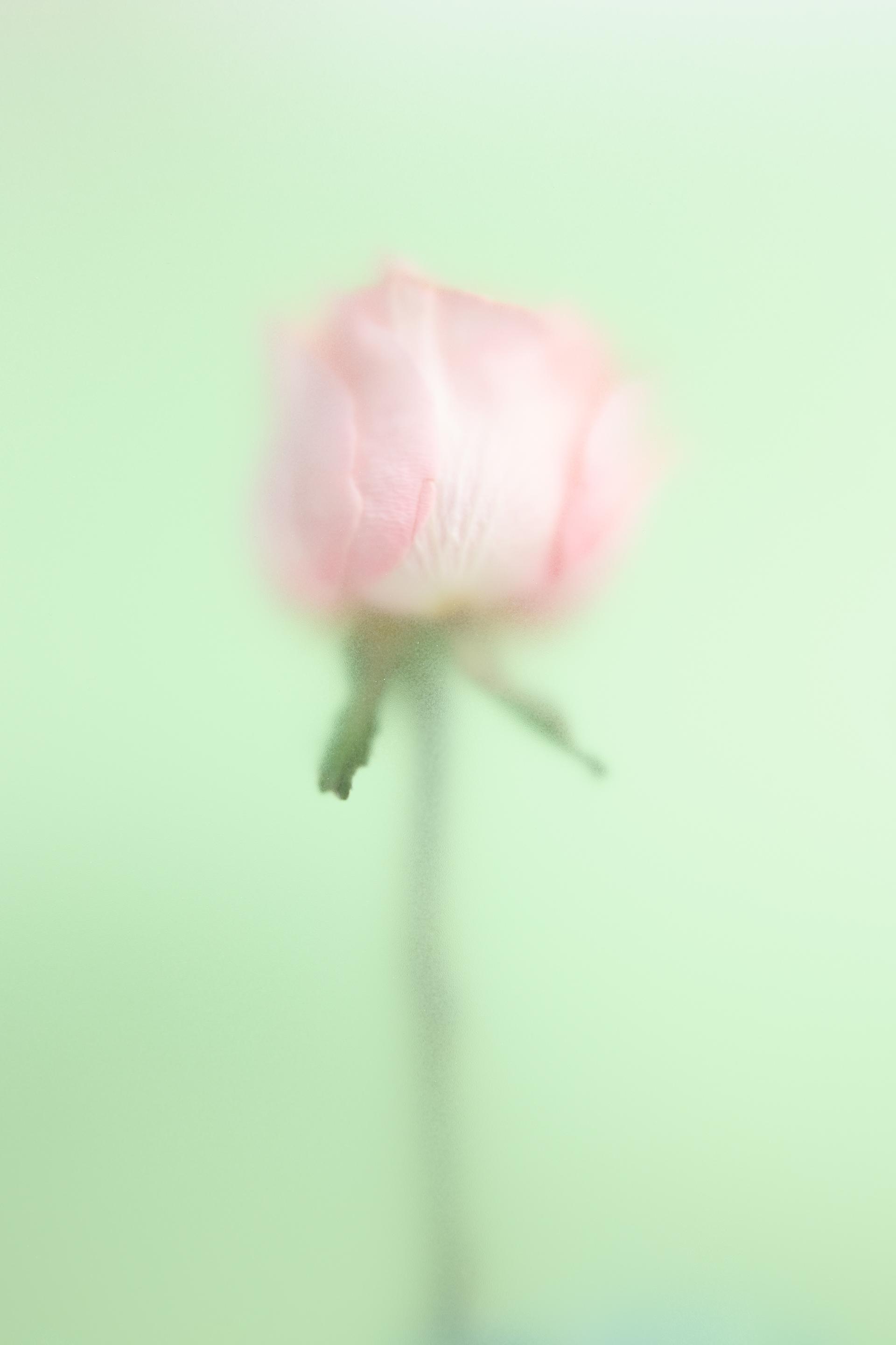 zara wonder rose crush