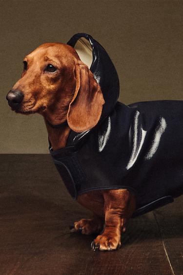 IMPERMÉABLE HYDROFUGE POUR ANIMAUX DE COMPAGNIE - Bleu de Zara - Image 5