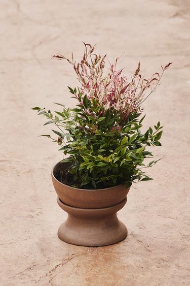 Zaras UPPHÖJD BLOMKRUKA I TERRAKOTTA - Orange