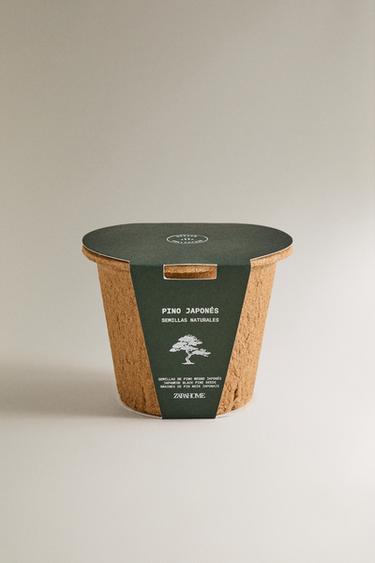 PINE SEED GROWING KIT - Brown by Zara - Image 0