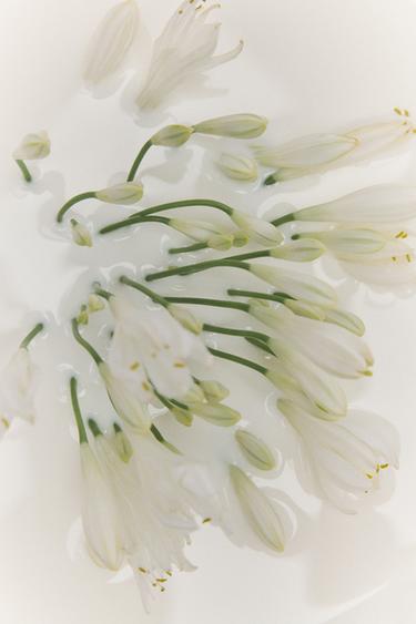 Zara HEAVENLY BLANC 香水 80 毫升 - 明淺棕色