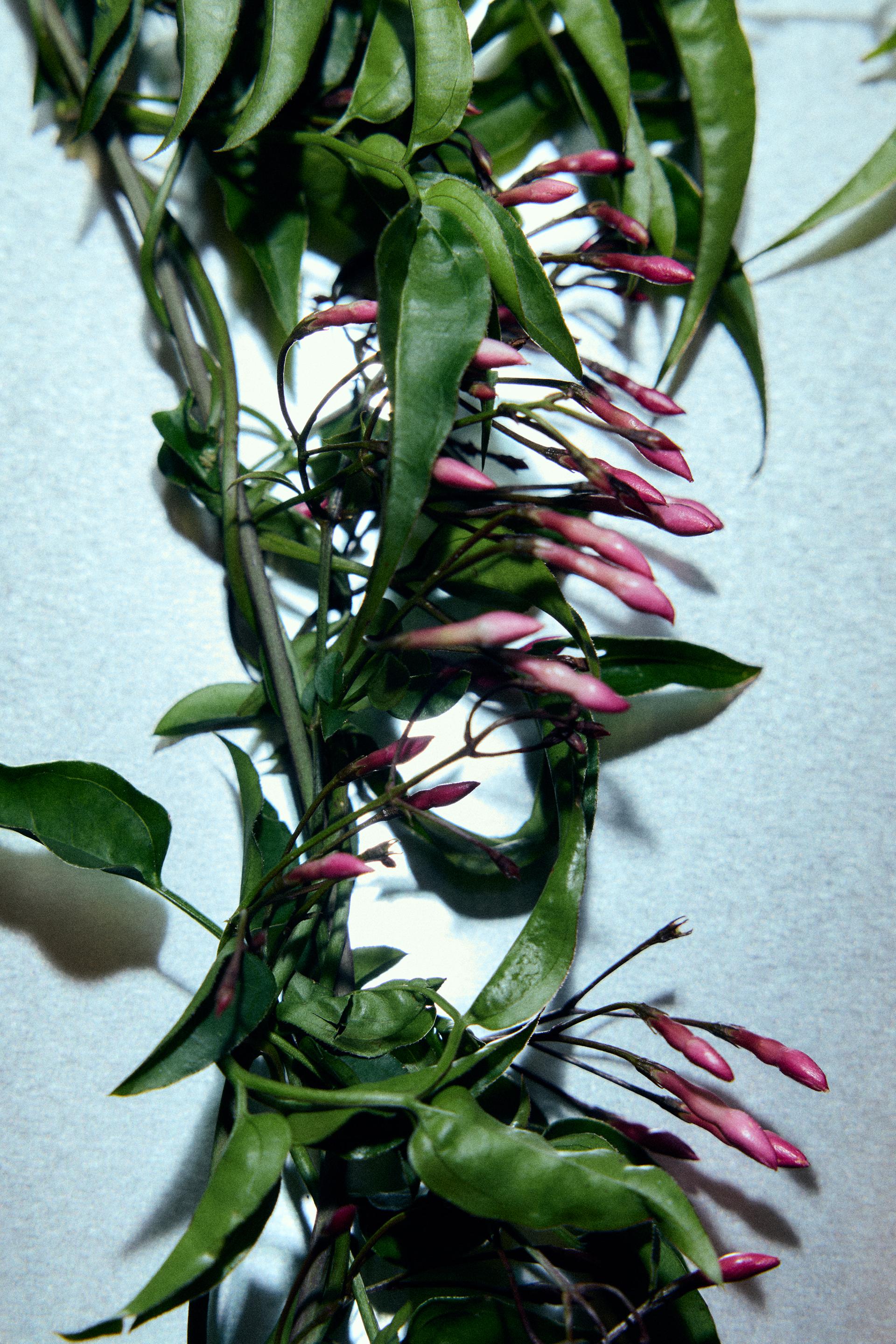 zara red temptation men