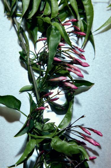 RED ZARA TEMPTATION EDP 80 ML -  od Zara - Obrázek 0