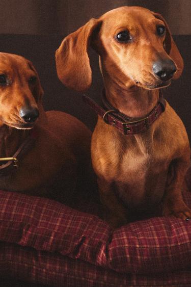 CHECK CHRISTMAS PET FLOOR CUSHION - Burgundy by Zara