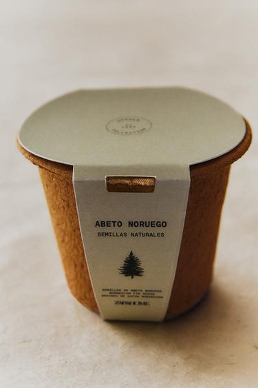 SPRUCE TREE SEED GROWING KIT - Brown by Zara - Image 6