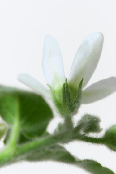 ORCHID & GARDENIA EDP 2x90ML (3.0 FL. OZ). -  de Zara - Image 2