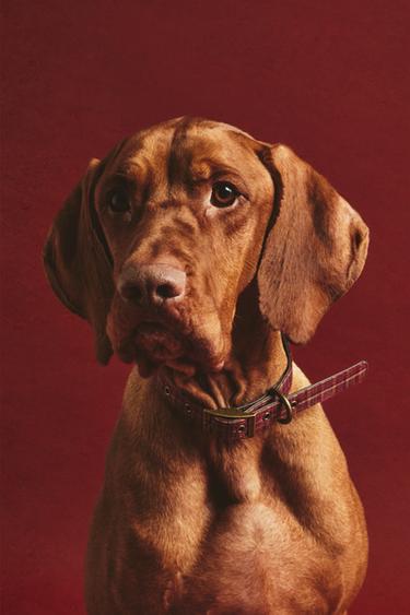 Zara LEATHER CHRISTMAS DOG COLLAR - 暗紅色