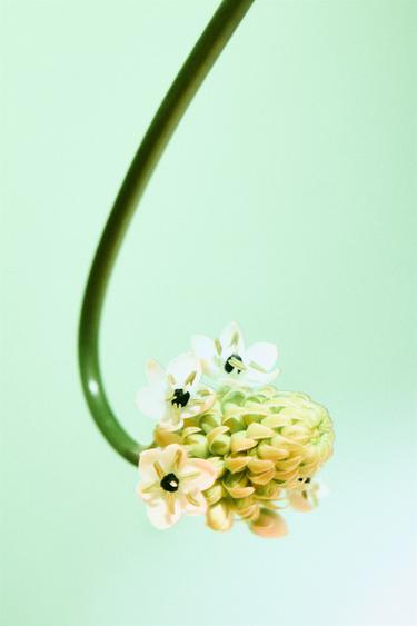 FLEUR INSOLITE EDP 100 ML (3,4 FL. OZ). -  de Zara - Image 2