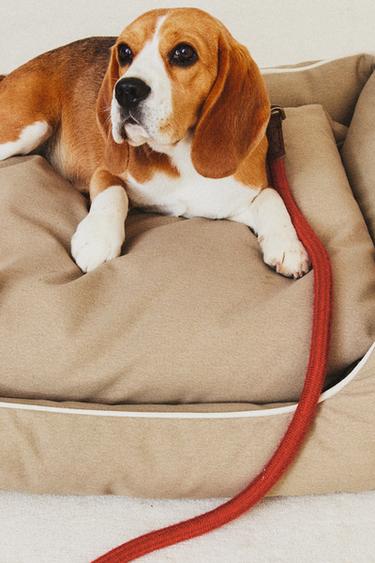 PET BED WITH PIPING - Beige by Zara