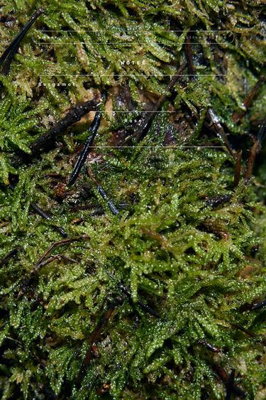 LOVE EXPLOSION EDP 30ML / 1.01 oz -  by Zara - Image 0