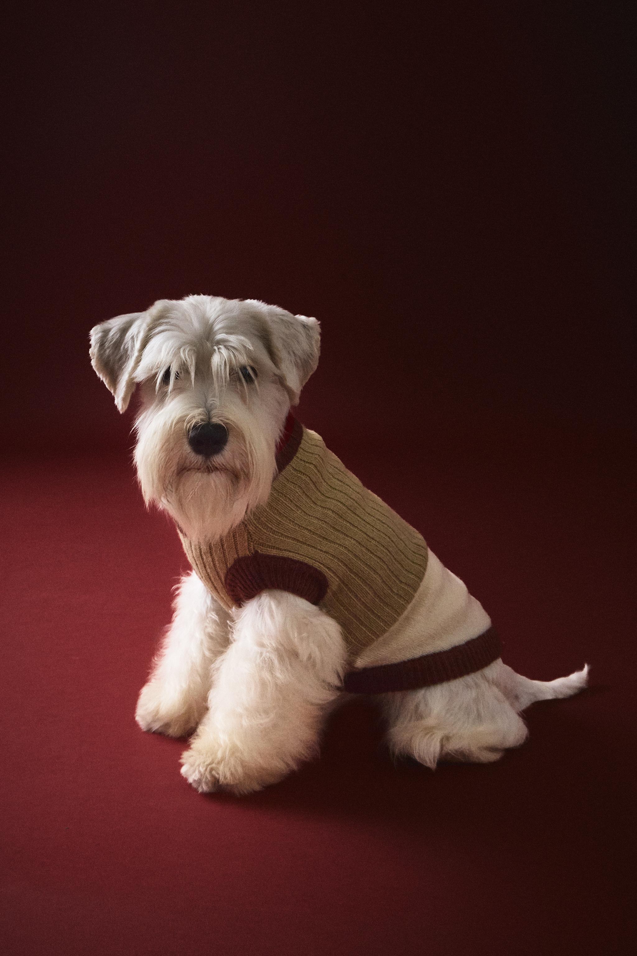 PULL CÔTELÉ POUR ANIMAUX