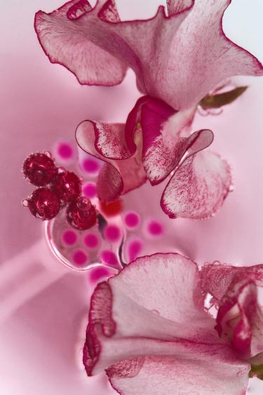 Zara TUBEROSE SUMMER EDT 90 ML (3.04 FL. OZ). -  - Image 0