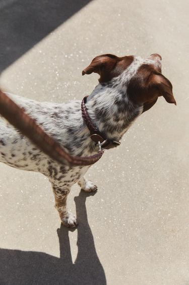 SET - SALMON/OSCURO de Zara - Imagen 0