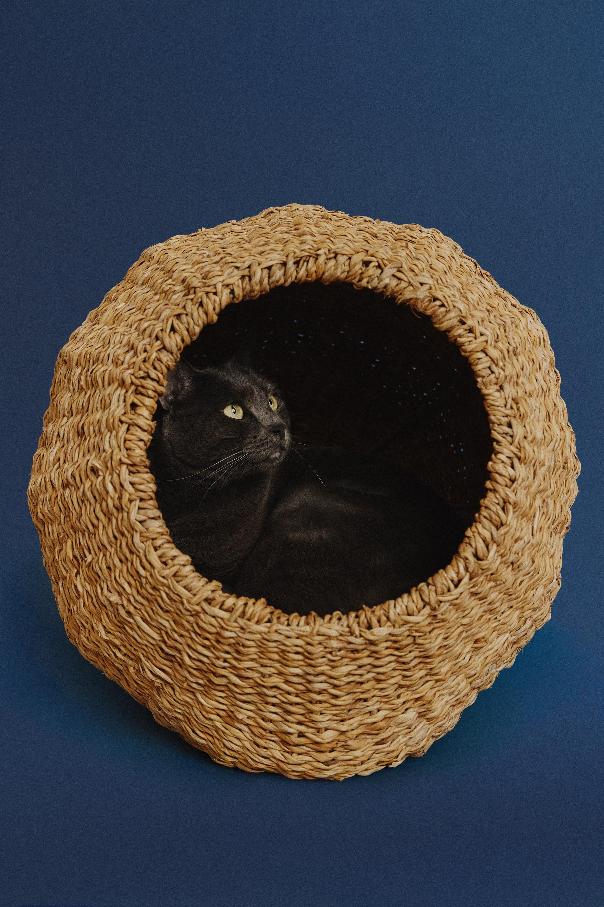 シーグラス ペットベッド - ライトベージュ | ZARA Japan / 日本