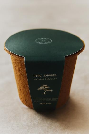 KIT DE CULTURE GRAINES DE PIN JARDIN - Marron de Zara - Image 4