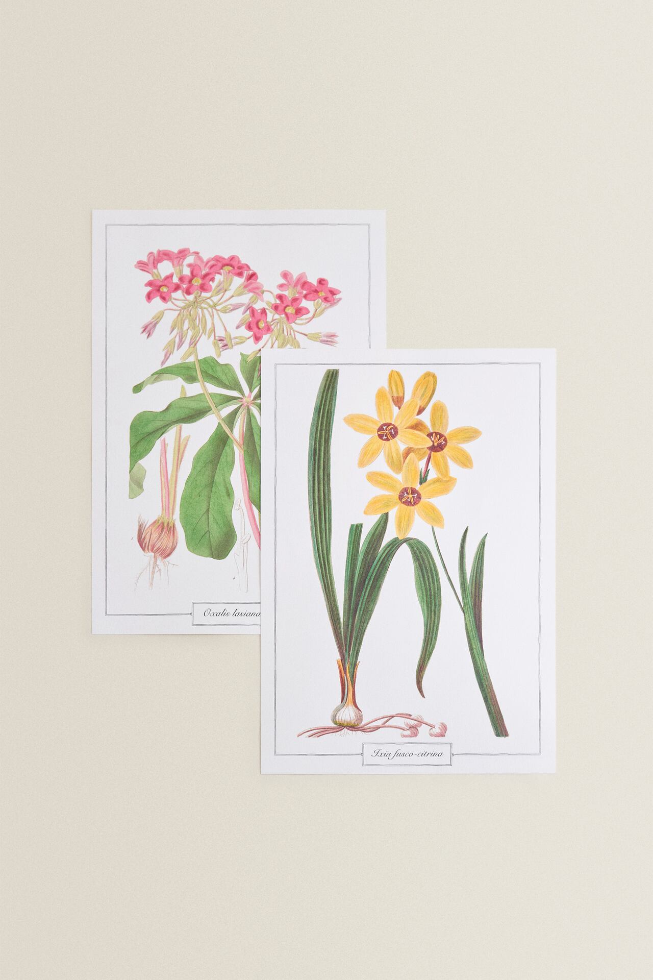 Image 1 of DECORATIVE FLOWER PRINT (PACK OF 2) from Zara