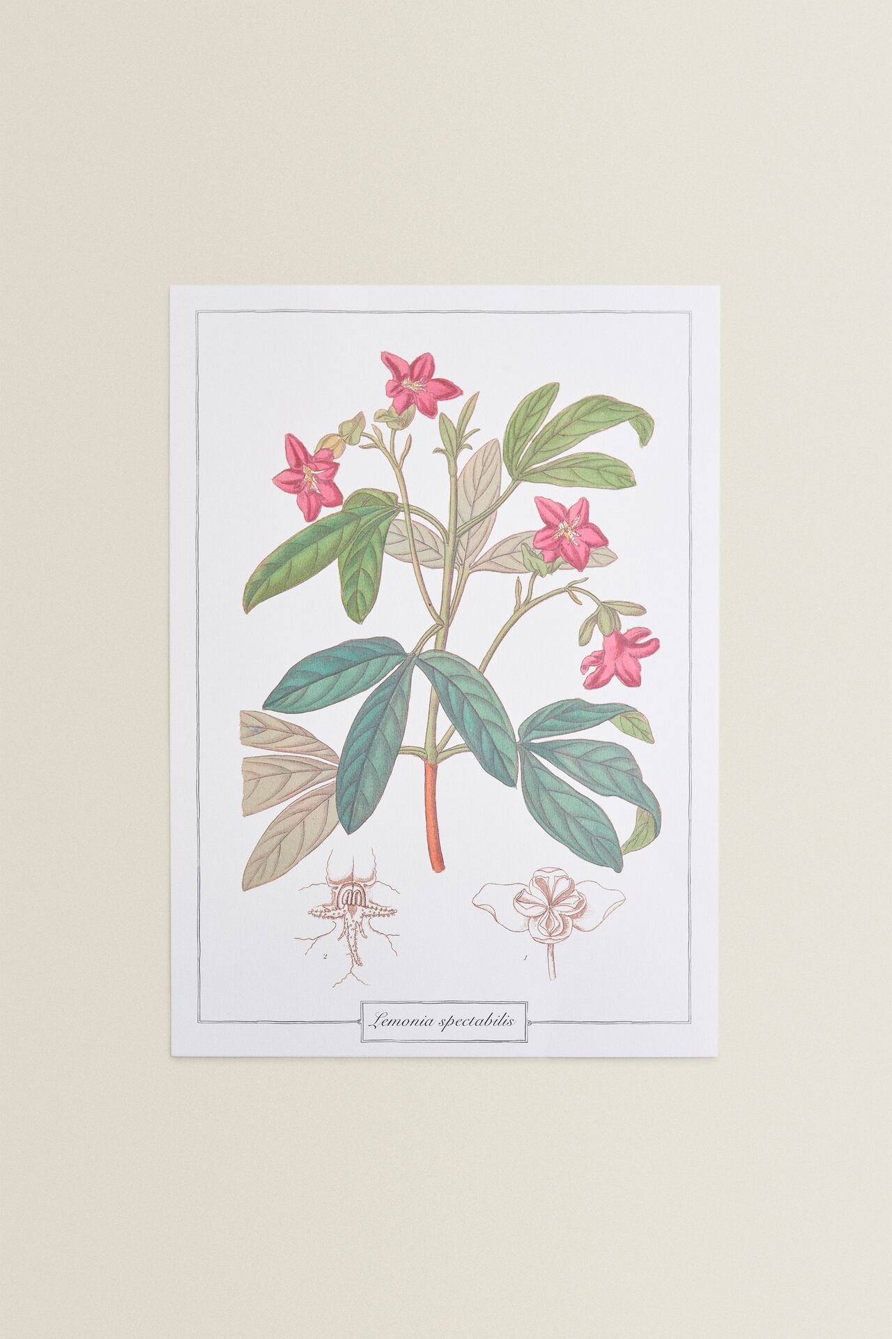 Image 2 of DECORATIVE FLOWER PRINT (PACK OF 2) from Zara