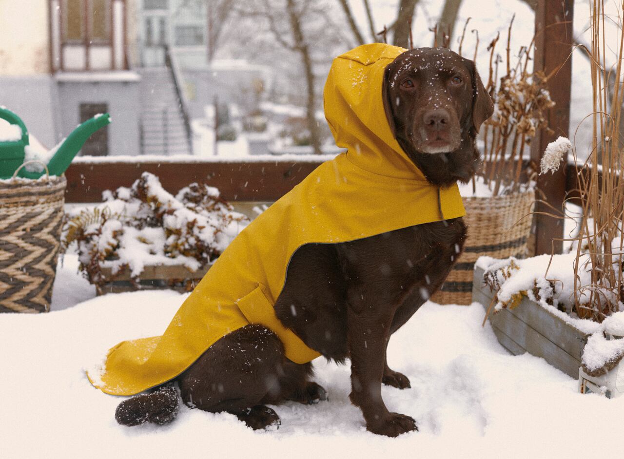 PET COLLECTION RAINCOAT