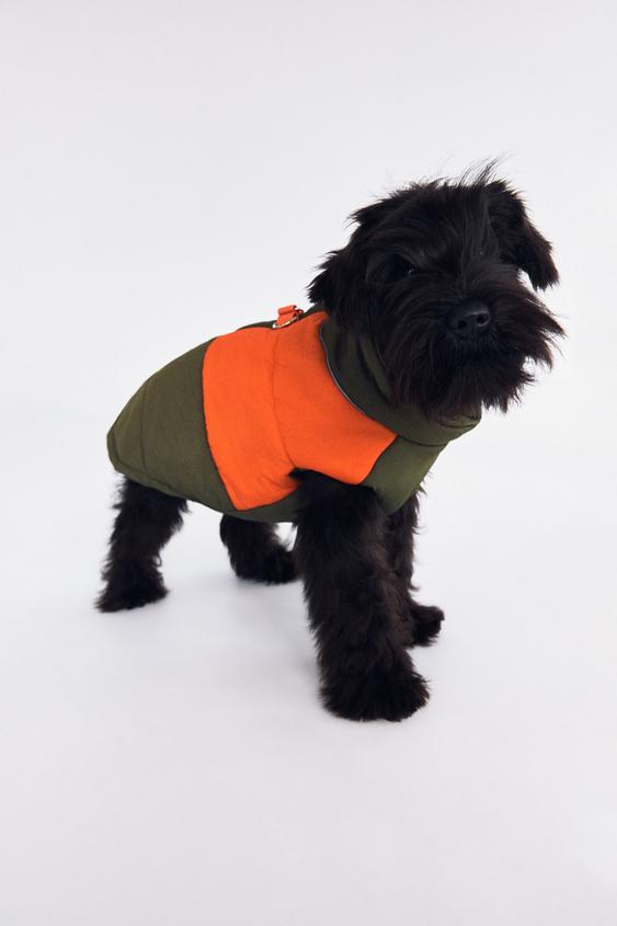 zara pet jacket