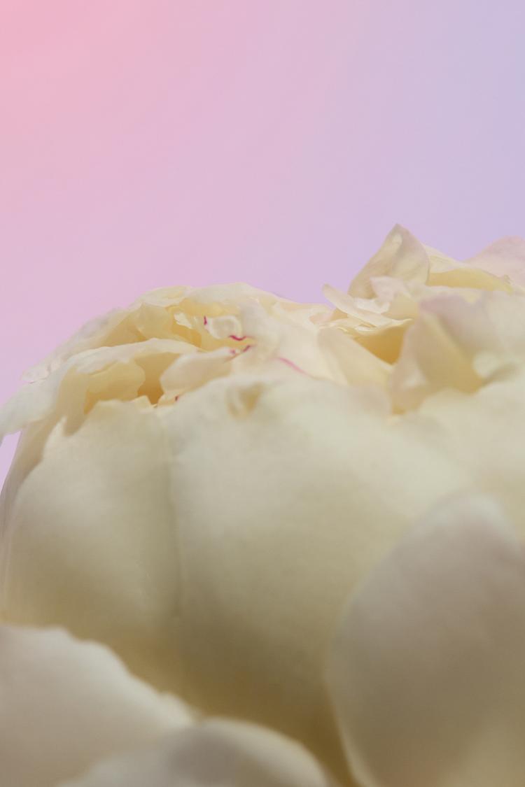 HIBISCUS EDP 90ML (3.0 FL. OZ). - Zara product image