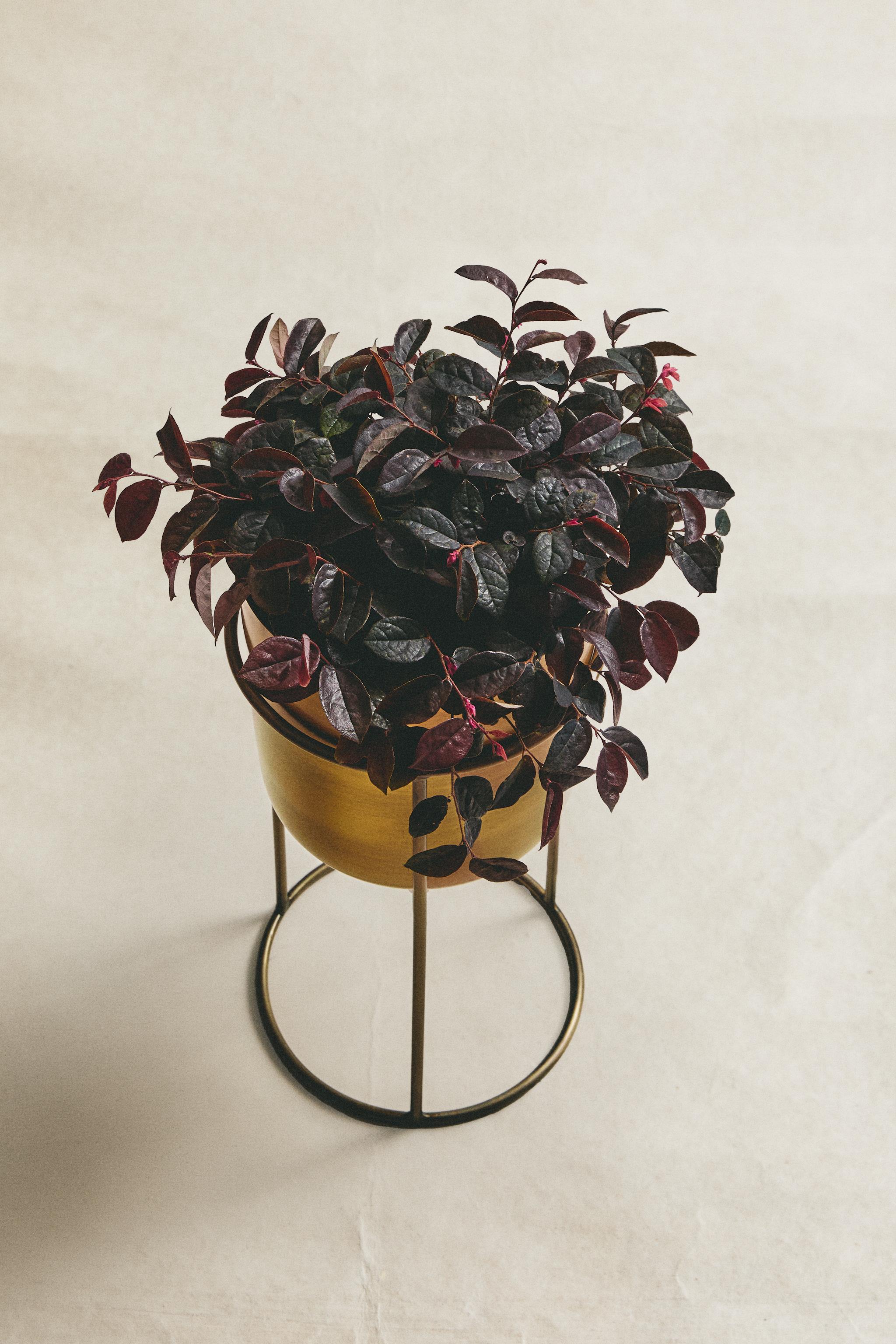 GOLD PLANTER