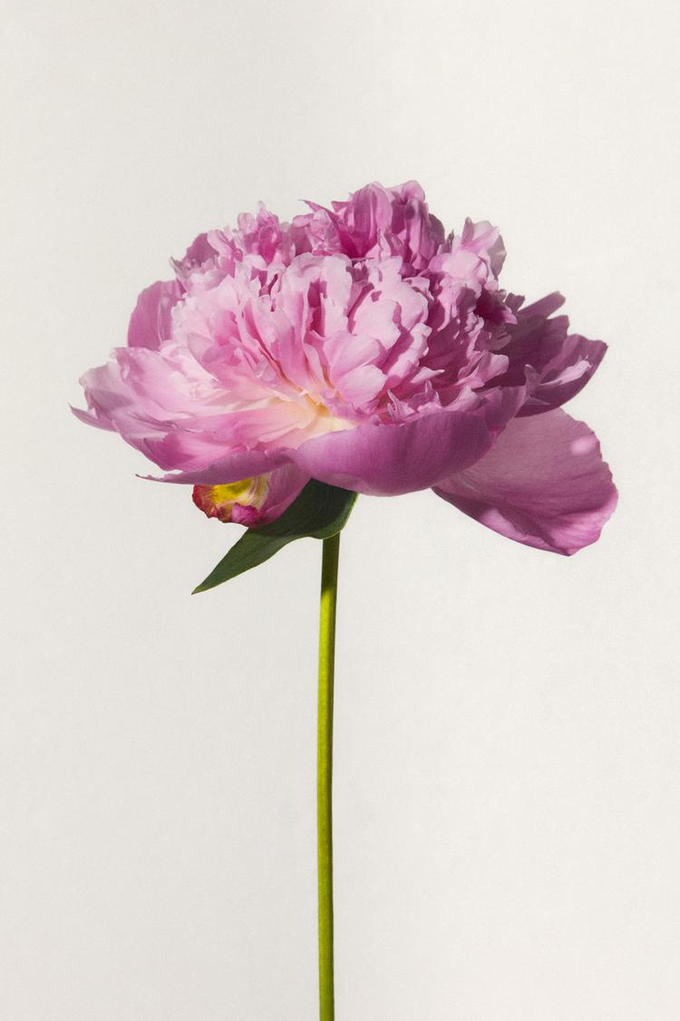 RED ZARA TEMPTATION SUMMER EDP 80ML (2.71 FL. OZ). - Zara product image