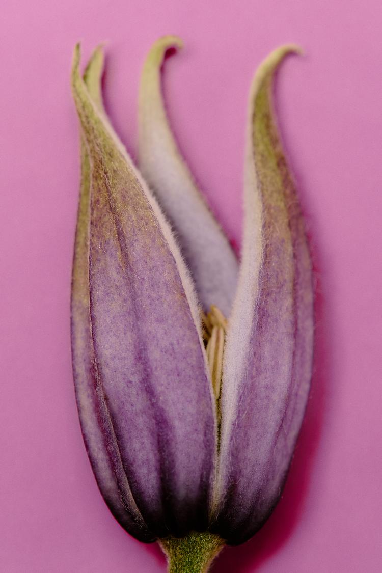 TWILIGHT MAUVE EDT 90ML (3.04 FL. OZ). - Zara product image