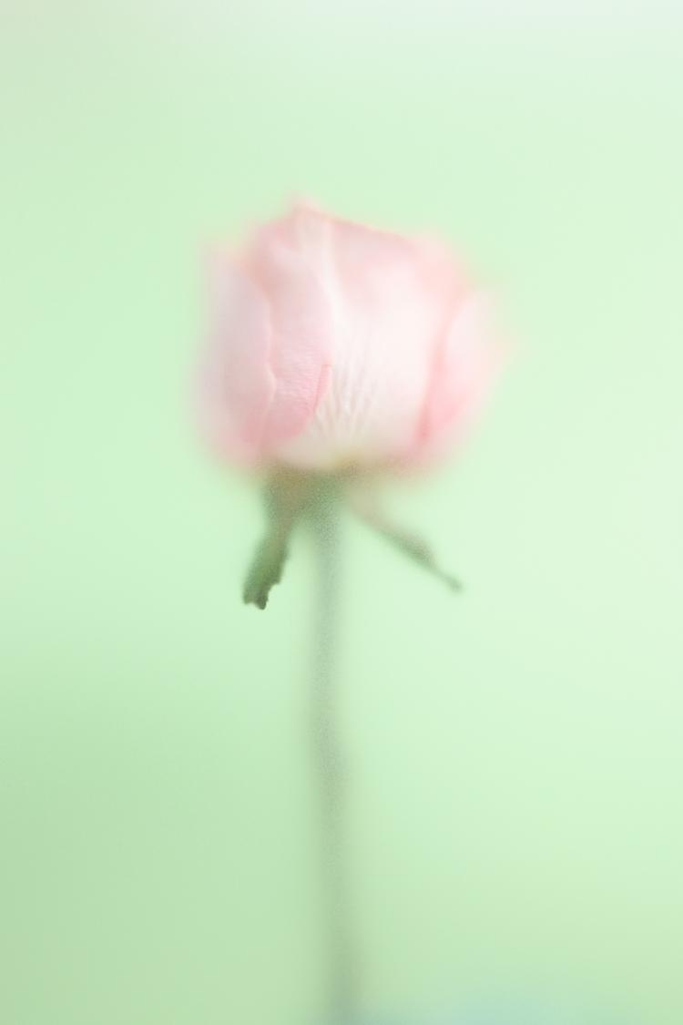 WONDER ROSE CRUSH EDP 90ML (3.04 FL. OZ). - Zara product image